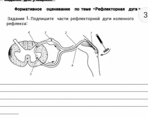 Подпишите части рефлекторной дуги коленного рефлекса​