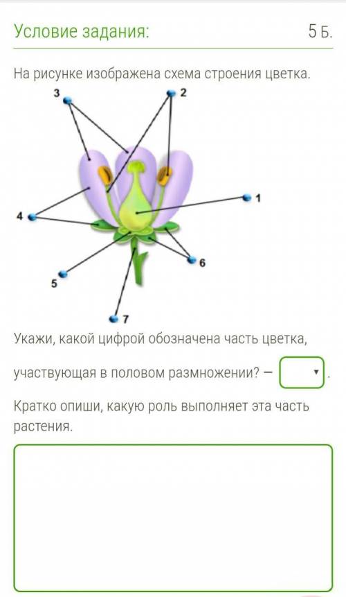 Укажи, какой цифрой обозначена часть цветка, участвующая в половом размножении? — 7,1,4(надо выбрать