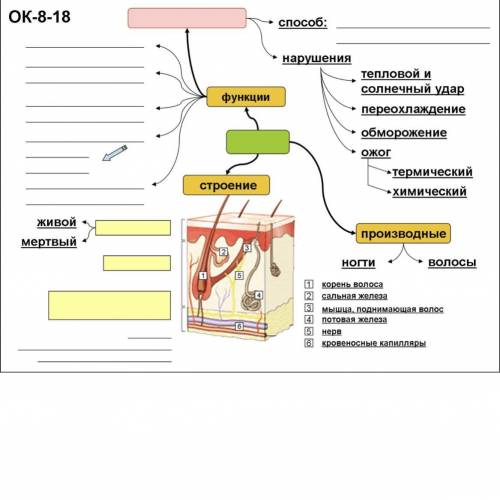 Опорный конспект по биологии по теме кожа, оооченнььь