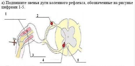 А) Подпишите звенья дуги коленного рефлекса, обозначенные на рисунке цифрами 1-5.​