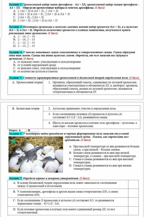 С 1 по 7 задание. Хромосомный набор самок дрозофилы – 6A + XX, хромосомный набор самцов дрозофилы –