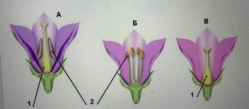 3. Репродуктивные части имеют цветки, обозначенные на рисунке буквами (впиши нужные буквы, без пробе