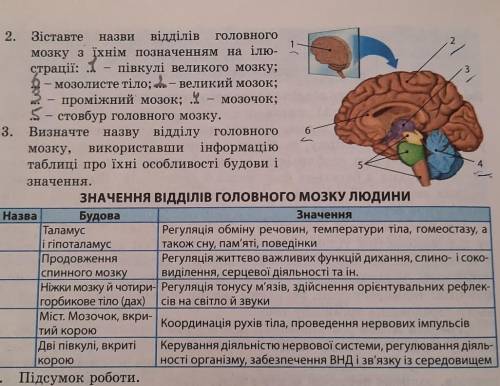 визначте назву відділу головного мозку, використавши інформацію таблиці про їхні особливості будови