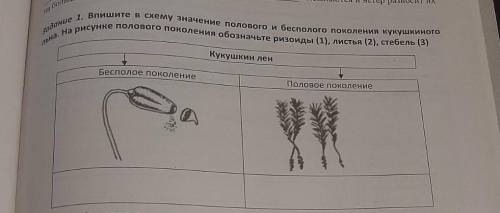 Впишите в схему значение полового и бесполого поколения кукушкиного льна