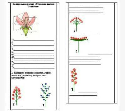 Контрольная работа «Строение цветка. Соцветия» 1-2-3-4-5-6-6а-6б-7-7в7г7д2) Напишите название соцвет