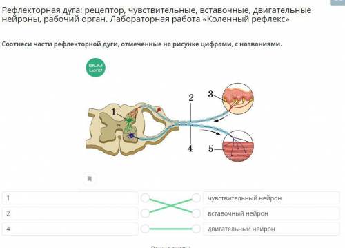 Рефлекторная дуга: рецептор, чувствительные, вставочные, двигательные нейроны, рабочий орган. Лабора