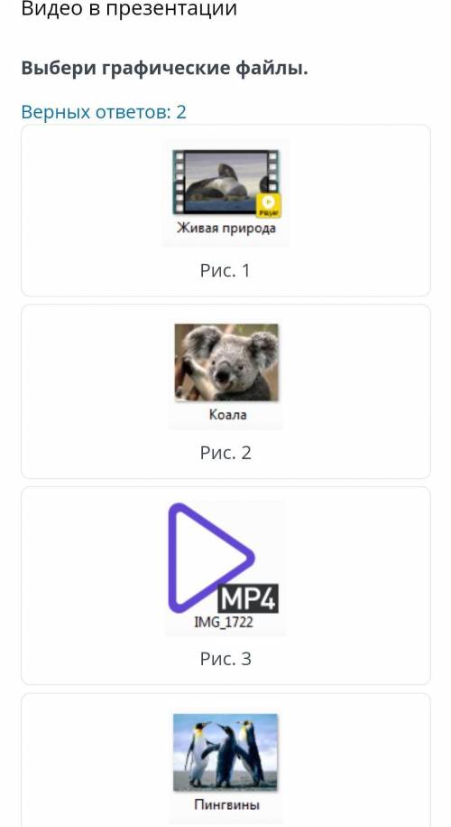X Видео в презентации Выбери графические файлы. Верных ответов: 2 Живая природа Рис. 1Коала Рис. 2IM