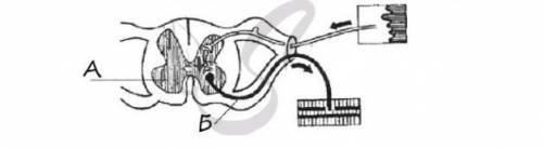 2. На рисунке рефлекторной дуги, укажите название и роль структур, обозначенных буквами А, Б. Объясн