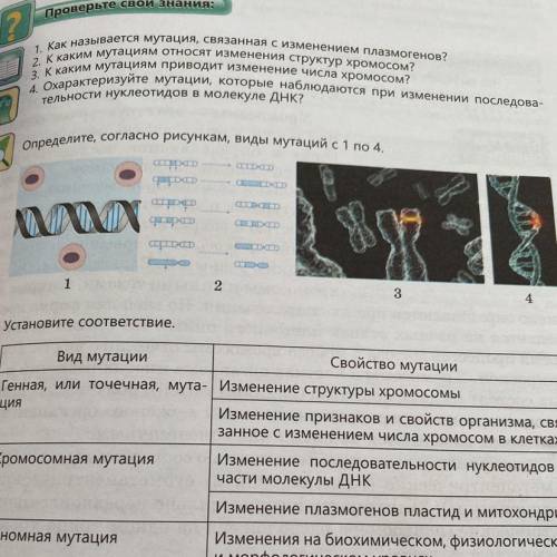 определите по рисункам мутации