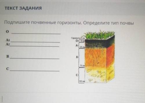 Подпишите почвенные горизонты. Определите тип почвы