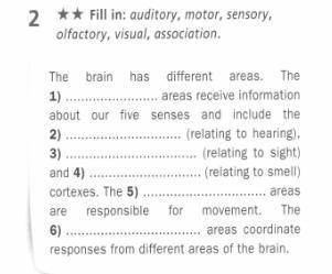 2 ** Fill in: auditory, motor, sensory, olfactory, visual, association. The brain has different area