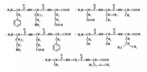 Найти формулу трипептида фен-лиз-глу