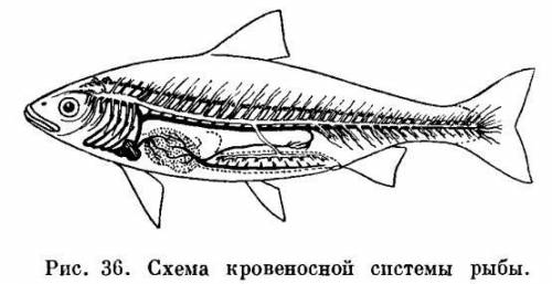 Який скелет в скумбрії?​