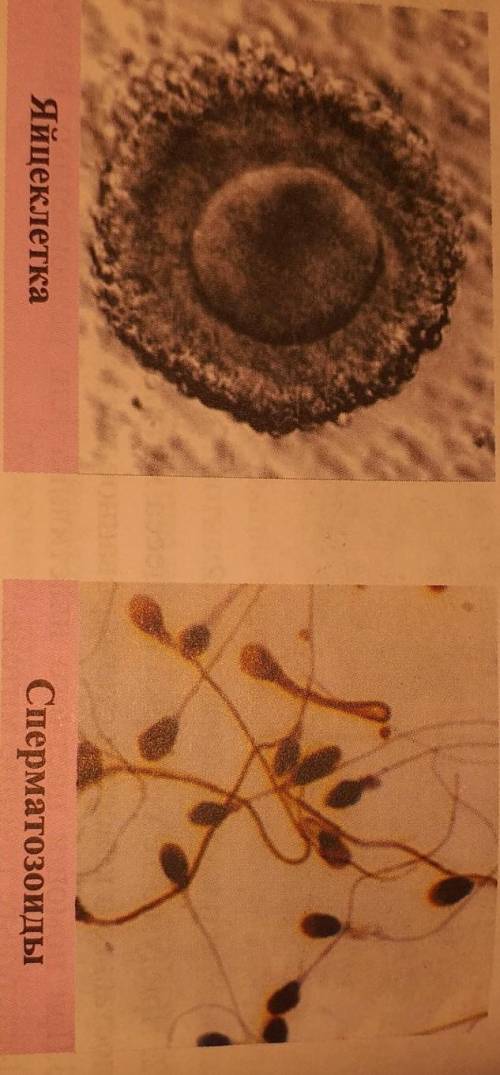 Иногда сперматозоиды и яйцеклетки образуются в одном индивиде. Такие организмы называются гермафроди