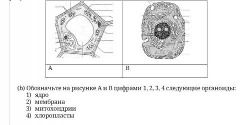 Б) Обозначьте на рисунке А и в цифрами 1, 2, 3, 4 следующие органоиды: 1) ядро 2) мембрана 3) митохо