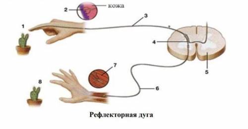 Задание 2. Заполни схему. Назовите основные части рефлекторной дуги.