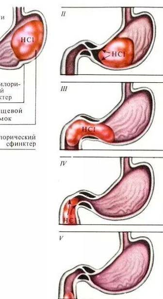 Пищеварение в желудке конспект ​