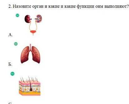 Назовите орган и какие функции они выполняют? на рисунке​