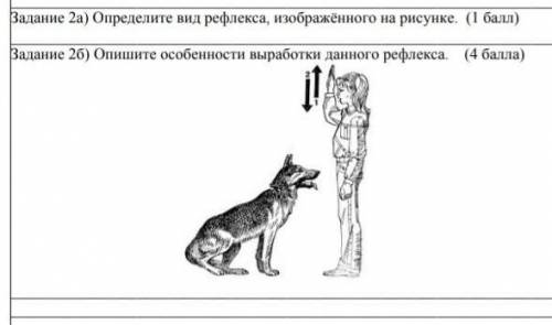 2а) Определите вид рефлекса, изображённого на рисунке. 2б) Опишите особенности выработки данного реф