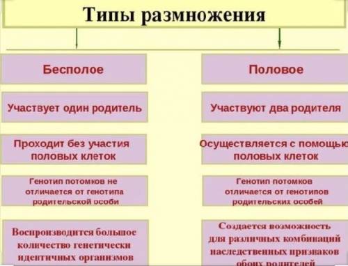 Половое и без половое чем характеризуется