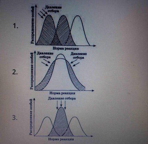 Установи соответствие диаграмм разных форм естественного отбора их описанию (Запиши ответ в виде: 1Б