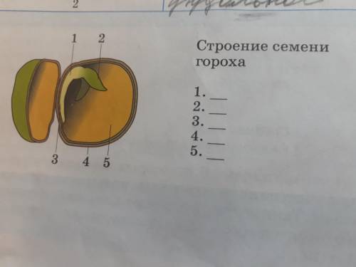 Напишите строение семени гороха