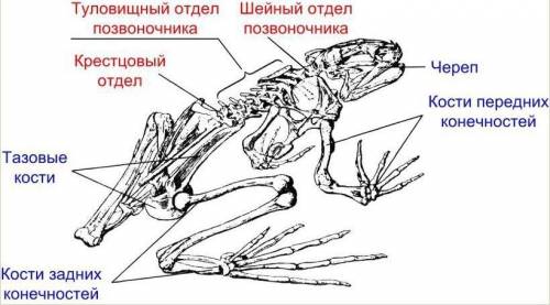 Відділи скелета рептилії , амфібії , ссавців