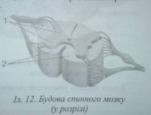 2. Знайдіть оболонки, якими вкритий спинний мозок, борозни, спинномозко- вий канал та передні й задн