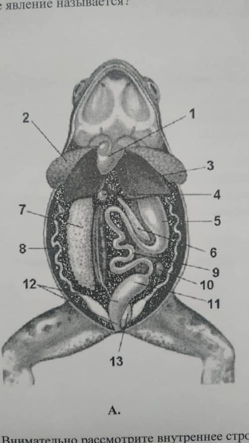 с Внутренним строением лягушки!