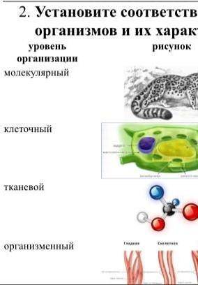 Установите соответствие между уровнем организации живых организмов и их характеристики надо надо​