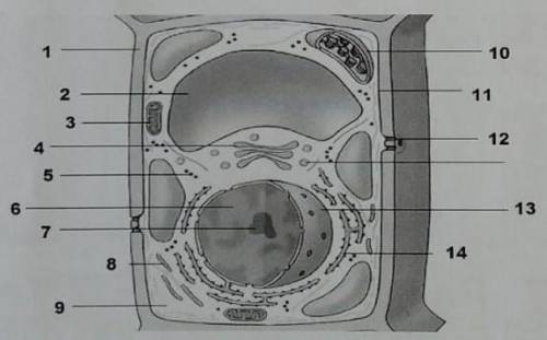 Определите, пользуясь рисунком названия органоидов цифрами 1,2,6,9,10​