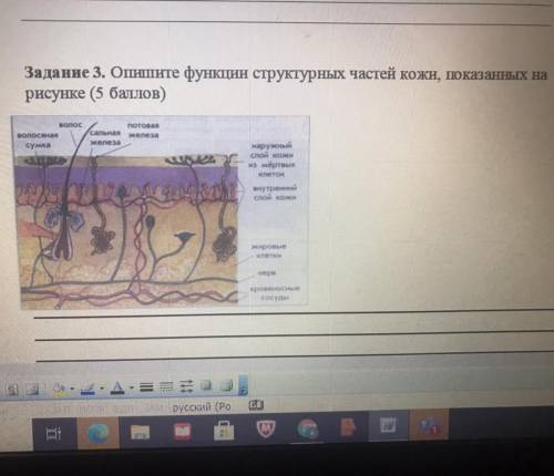 Опишите функции структурных частей кожи показанных на рисунке