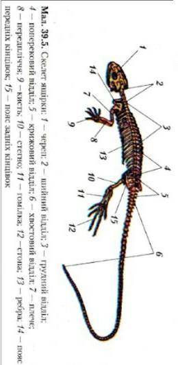 3. Розгляньте скелет ящірки. Знайдіть відділи скелета: скелет голови , скелет тулуба, парні кінцівки
