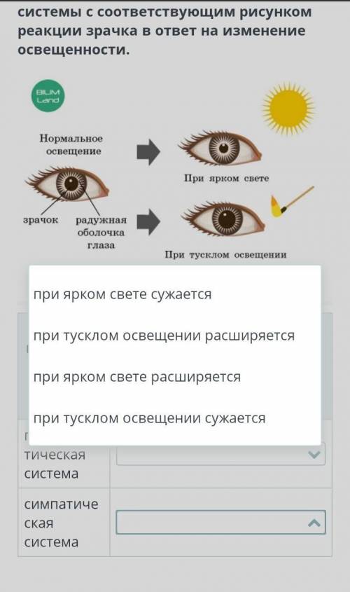 Соотнеси отдел вегетативной нервной системы с соответствующим рисунком реакции зрачка в ответ на изм