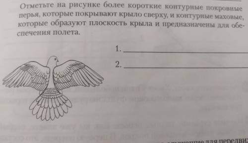 Отметьте на рисунке более короткие контурные покровные перья которые покрывают тело сверху и контурн