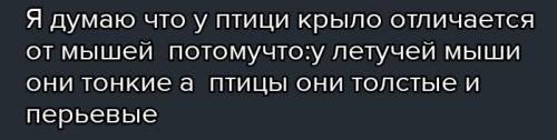 Чем отличаются крылья летучих мышей от крыльев птиц?