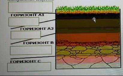 Б. В графической форме представлено строение почвы, подпишите почвенные слои: коренная порода, гумус