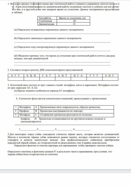 3)клеточный цикл состоит из трёх главных стадий: интерыаз, митоз, и кариокинез. Интерфаза состоит из