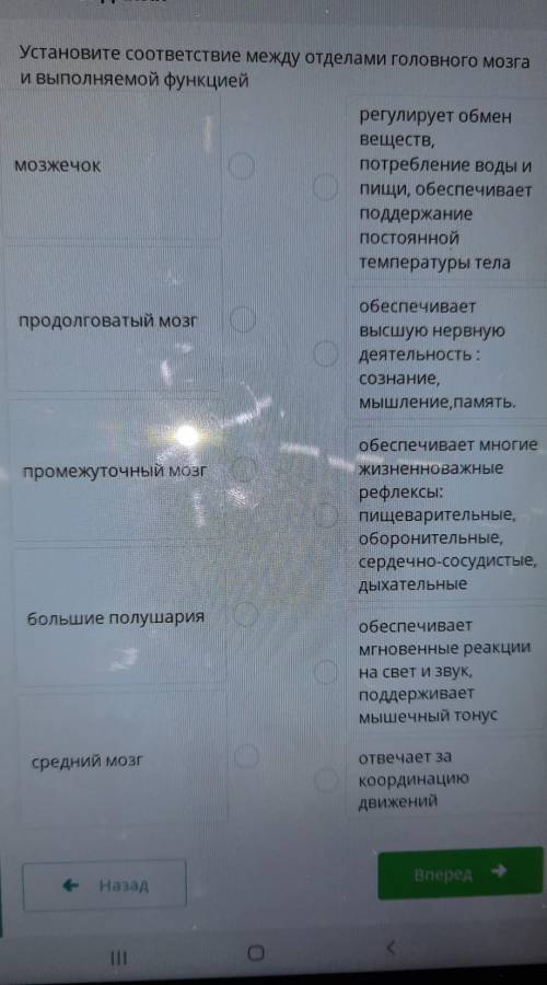 Установите соответствие между отделами головного мозга и выполняемые функции​