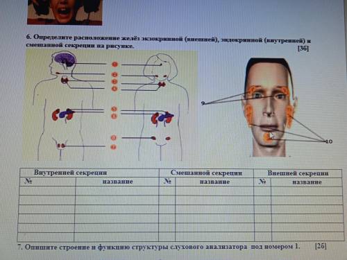 Определите расположение желез экзокринной (внешний ), эндокринной (внутренней ) и смешанной секреции