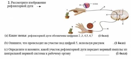 2. Рассмотрите изображение рефлекторной дуги (а) Какие звенья рефлекторной дуги обозначены цифрами 2