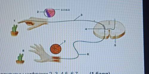 (а) Какие звенья рефлекторной дугиобозначены цифрами 2 ,3, 4, 5, 6, 7 ​