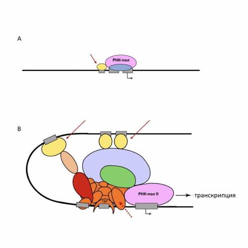 Рассмотрите схемы A и B и выберите верные утверждения. 1)на рисунке A изображена инициация транскрип