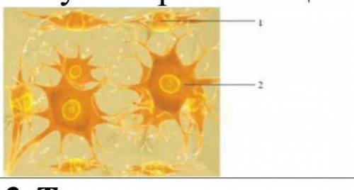 Определить клетки нервной ткани по изображению.​