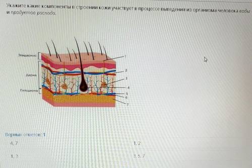 Укажите какие компоненты в строении кожи участвует в процессе выведения из организма человека воды и