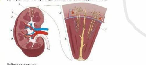 Назовите структуры почек и нефронов. Строение почек: 1. 2. 3. 4. 5. Строение нефрона: А. Б. С.​