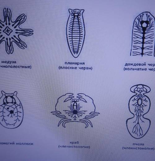 Заданне 1. Определите тип нервной системы животных, представленных на рисунке.​