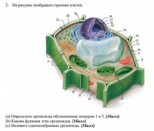 на рисунке изображён строение клетки ​