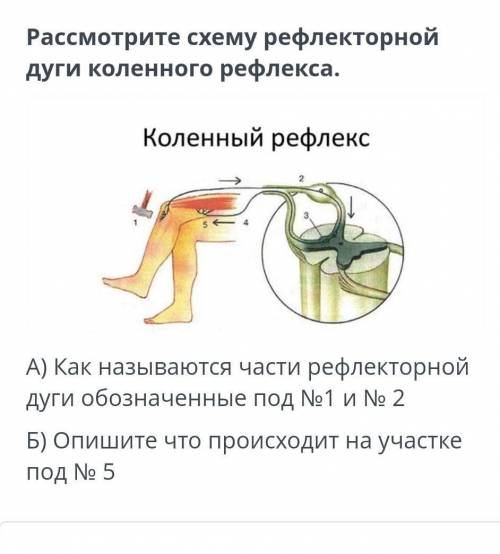 Рассмотрите схему рефлекторной дуги коленного рефлекса. Коленный рефлекс A) Как называются части реф