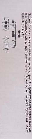. У наступному сімейному родоводі (рис. 11) трапляється сива прядка волосся, яка успадковується за д